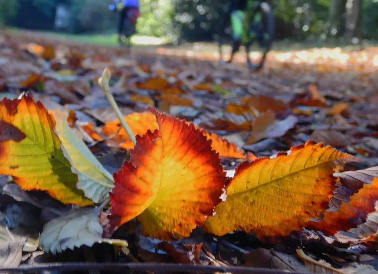 Foglie d'autunno nel parco di Villa Ada, a Roma
