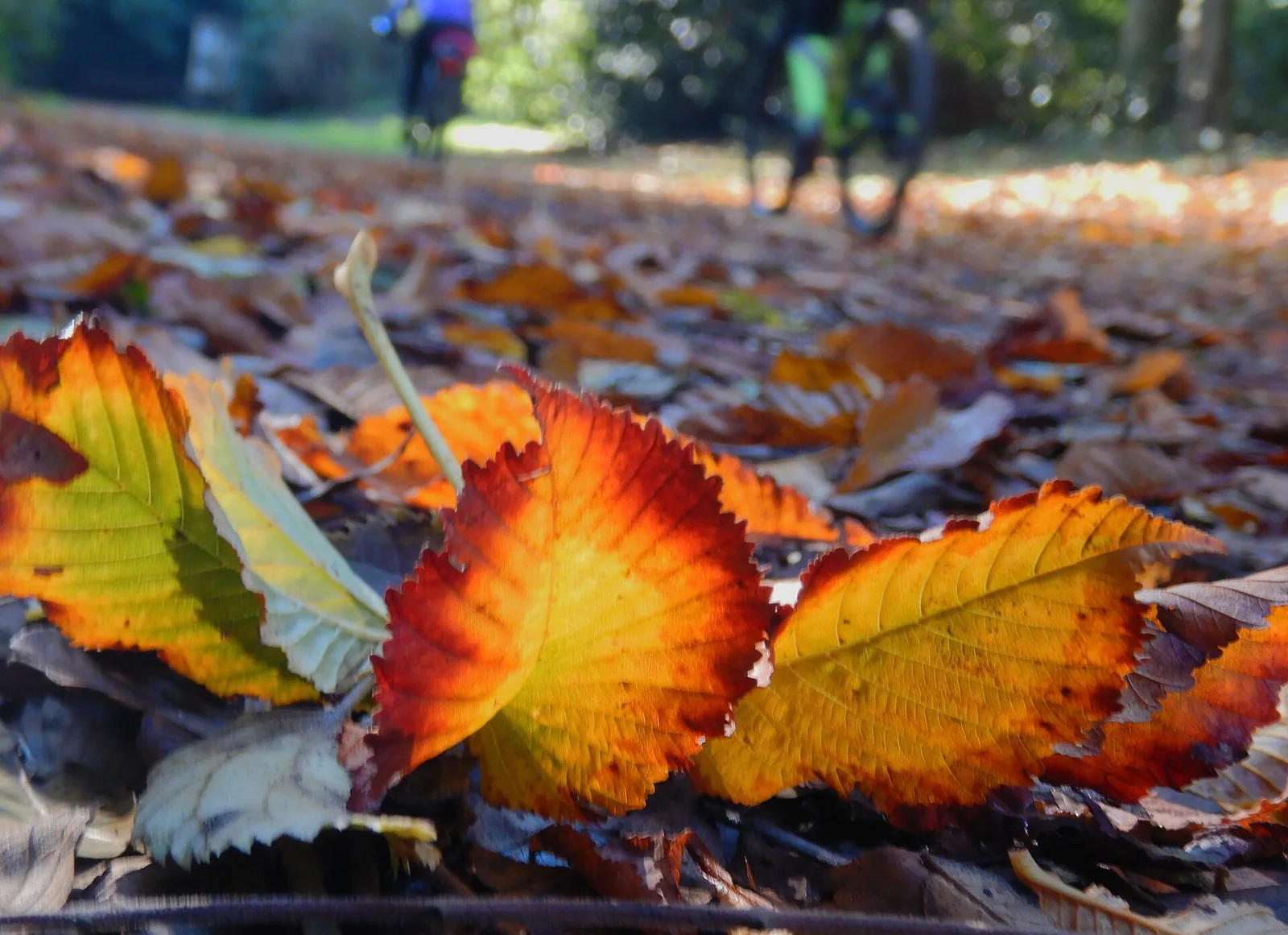 Foglie d'autunno nel parco di Villa Ada, a Roma